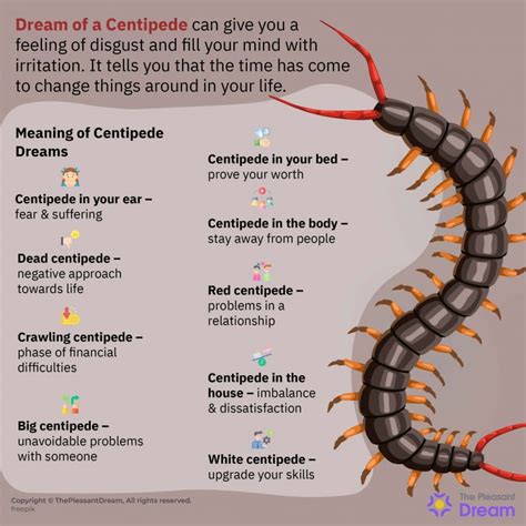 centipede meaning in dreams|What Does It Mean When You Dream About a Centipede: .